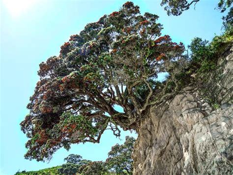 Metrosideros Excelsa Monaco Nature Encyclopedia