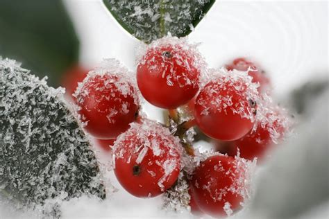 Discover The Unknown And Certain Facts About Holly Berries And If They ...