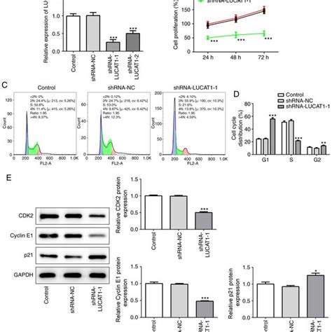 Inhibition Of Lucat1 Suppresses Cell Proliferation A Transfection