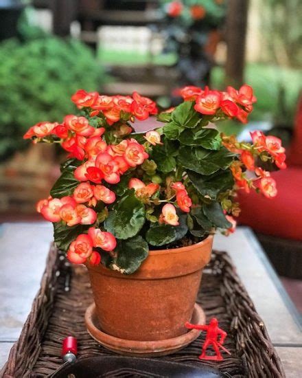 Elatior Begonia Care And Growing Guide Balcony Garden Web