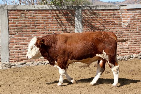 Ganado Simmental Rancho Carmelita