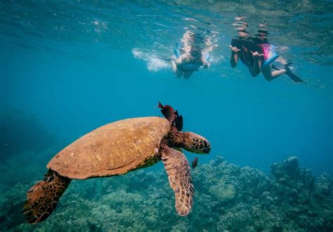 From Kihei Molokini Snorkeling Adventure Tour Getyourguide