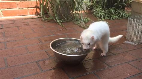 Slow Motion Ferret Playing With Water Youtube