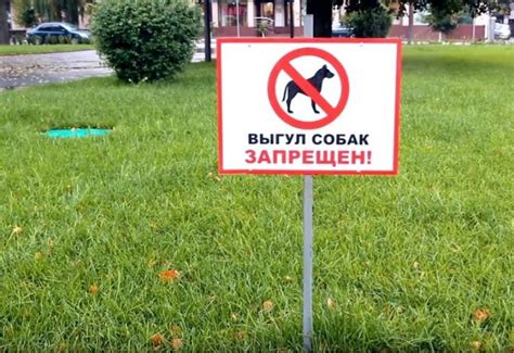Важно знать: где 🐕 запрещено выгуливать собак? - ГульДог