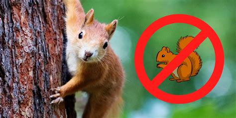 Plants That Repel Squirrels And Keep Them Out Of Your Yard