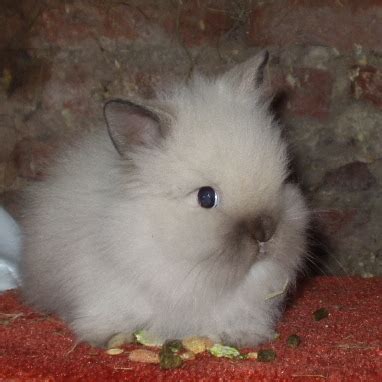 Lionhead Rabbit | The Life of Animals