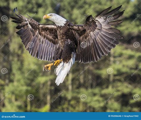 Bald Eagle Suspended N In Mid Air Stock Photo Image Of Flight