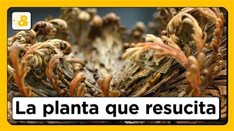 La planta que resucita y más datos fascinantes de BOTÁNICA Ojo al