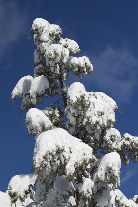 Free Images Tree Branch Snow Winter Frost Ice Weather Season