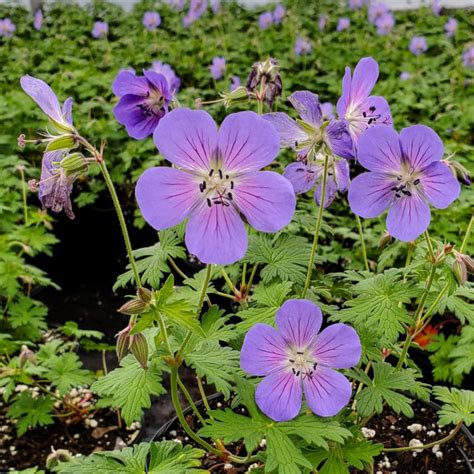 Geranium X ‘johnsons Blue Cranesbill Cavanos Perennials