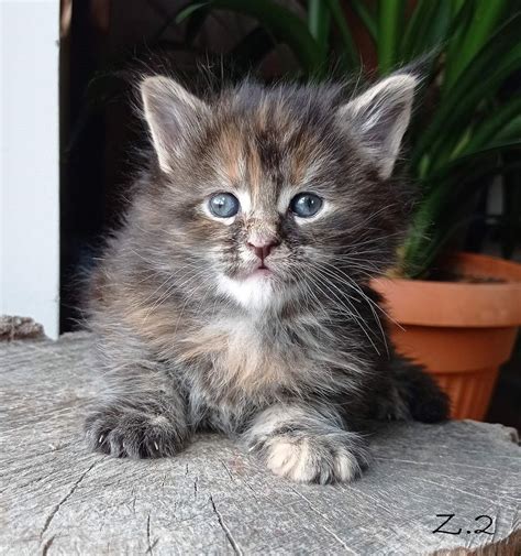 Kotki Hodowlane Maine Coon Fpl Gratka Pl Oferta Archiwalna