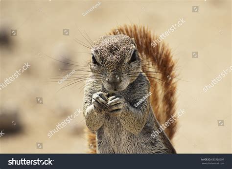 Evil Squirrel