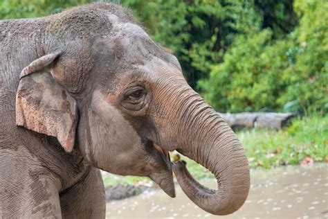 Premium Photo Elephant While Eating Close Up Detail