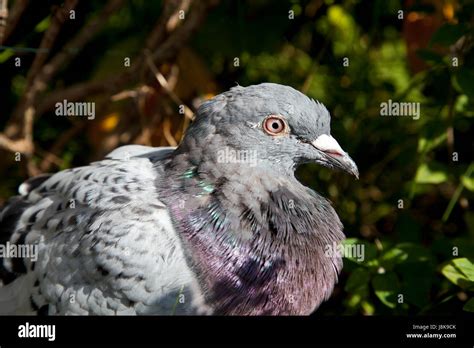 Tier Vogel Auge Orgel V Gel Augen Schnabel Taube Brieftaube