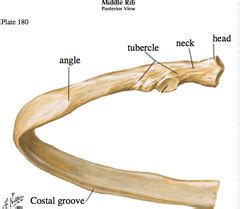 costal groove of rib