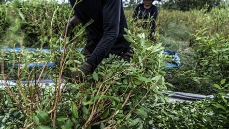 Cultivos De Coca En Colombia Vuelven A Romper R Cord Fueron