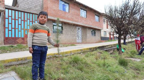 Pasco Plantones De Pinos Fueron Sembrados En Zonas Aleda As A