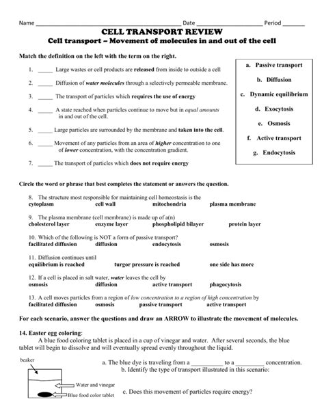 CELL TRANSPORT WORKSHEET