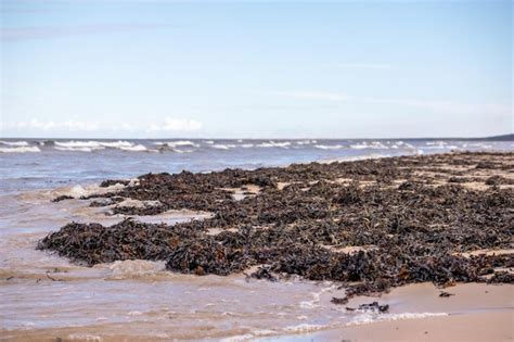 Algas na praia na maré baixa Foto Premium