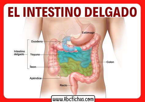 Anatomía y Partes del Intestino Delgado