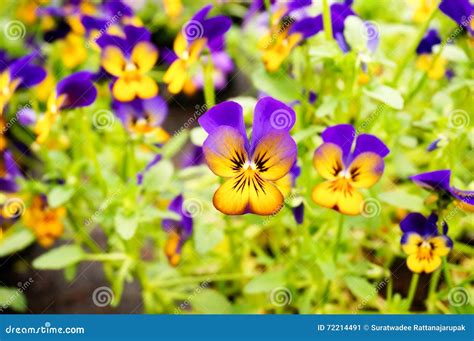 Beautiful Pansies in Garden Stock Image - Image of blossom, closeup ...