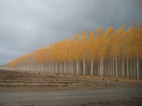 Boardman Tree Farm In Oregon Usa Amusing Planet