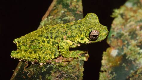 Five New Species Of Treefrogs Discovered In Papua New Guinea Scinews