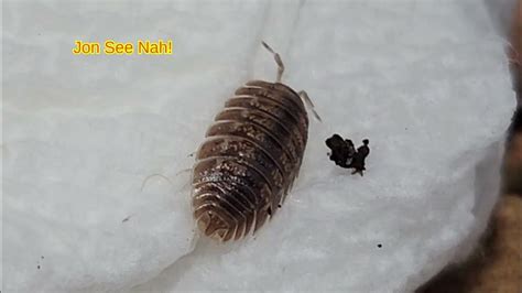 Today Pt2 Canyon Giant Isopods Or Giant Canyon Isopods Or Porcellio