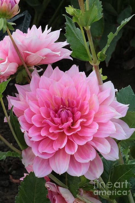 Pretty Pink Dahlias Photograph By Carol Groenen Fine Art America