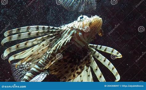 Close Up View Of A Venomous Red Lionfish Pterois Volitans Swimming At