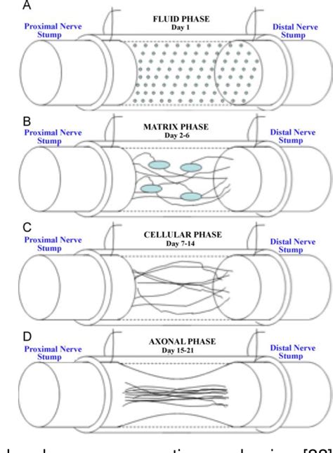 Figure 2 1 From Nerve Guidance Conduit Application Of Magnesium Alloys