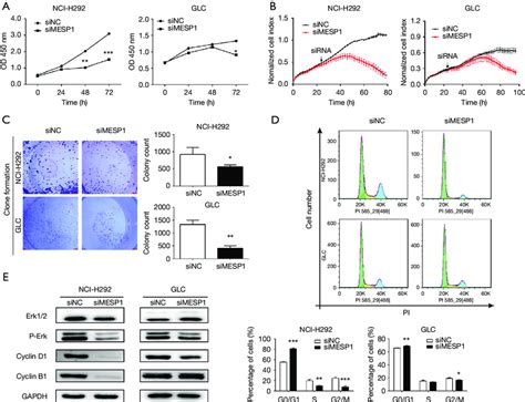 Mesp Promotes Cell Proliferation In Nsclc Cells A Cell