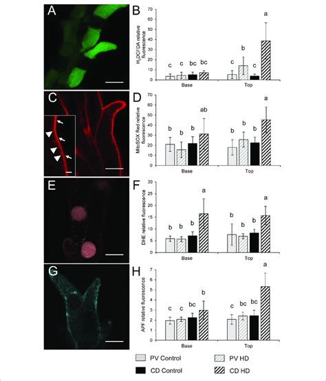 Localization Of A C E G Fluorochromes And B D F H Relative