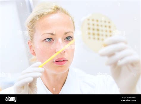 Scientist Observing Petri Dish Hi Res Stock Photography And Images Alamy