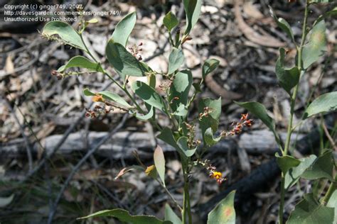 Plantfiles Pictures Daviesia Species Bitter Leaf Hop Bitter Pea