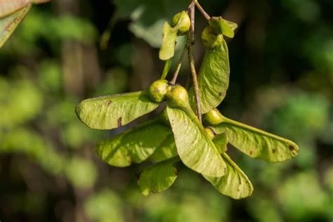 Sycamores Are Easy To Grow And Care For Says This Master Horticulturist