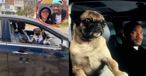 Tiktok Viral Will Smith Venezolano Es Captado Con Perro Pug Al Mismo