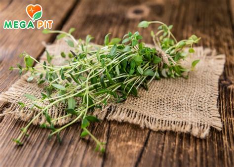 Чабрец Купить ᐈ в Казахстане ᐈ Алматы | Астана | Караганда | Megapit.kz