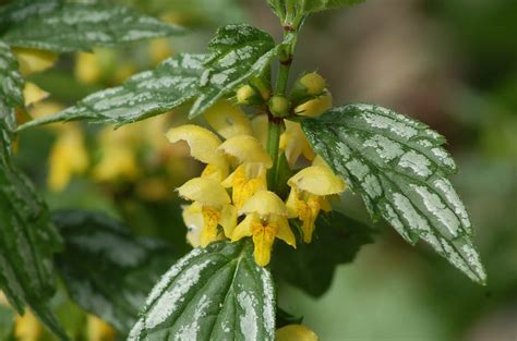 19 Types of Flowering Ground Covers