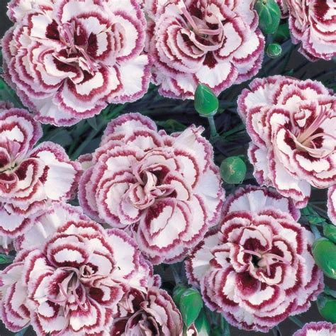 Dianthus Grans Favourite Pinks Perennial Garden Plug Plants Pack X6