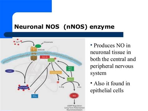 Role Of Nitric Oxide In Body