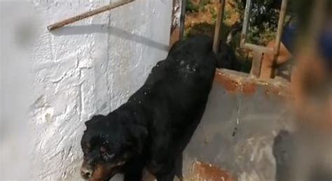 Ciclisti Salvano Il Rottweiler Incastrato Nelle Sbarre Del Cancello