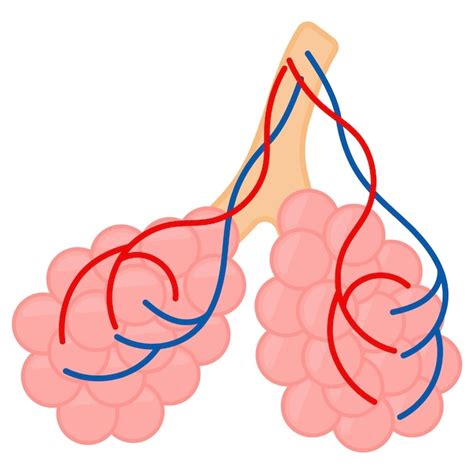 Dise O De Vectores De Venas Pulmonares Sistema De Rganos Anatom A