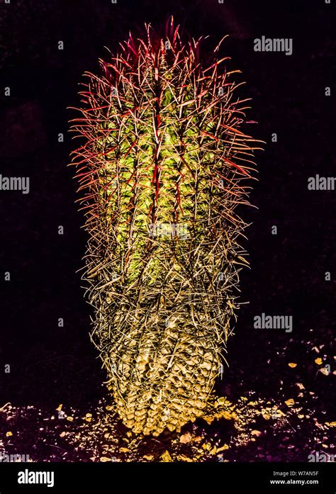 Desert Botanical Garden Lighted Cactus Stock Photo - Alamy