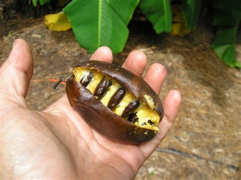 Paw Paw So Easy To Grow So Delicious Just Fruits And Exotics