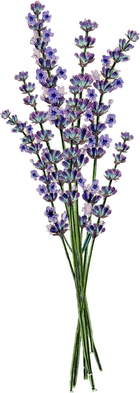 Lavender Clipart 16 Free Cliparts Download Images On Clipground 2025