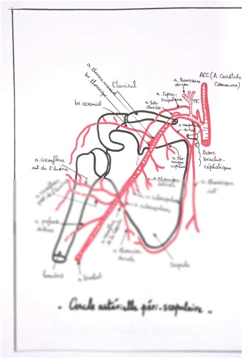 SOLUTION Cercle Arterielle Peri Scapulaire Angiologie Anatomie Studypool