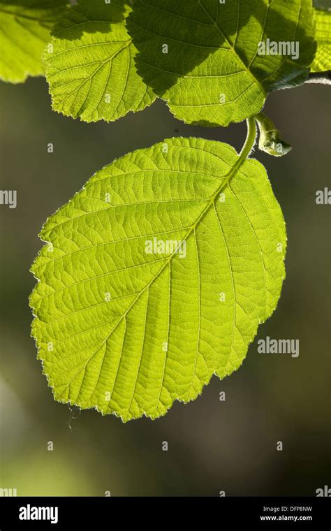 Grey Alder Alnus Incana Stock Photo Alamy