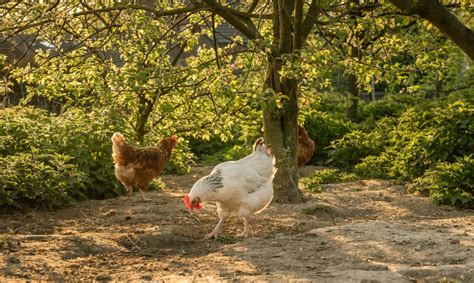 Tree Range Chickens How Raising Poultry In The Woods Of Bc Could