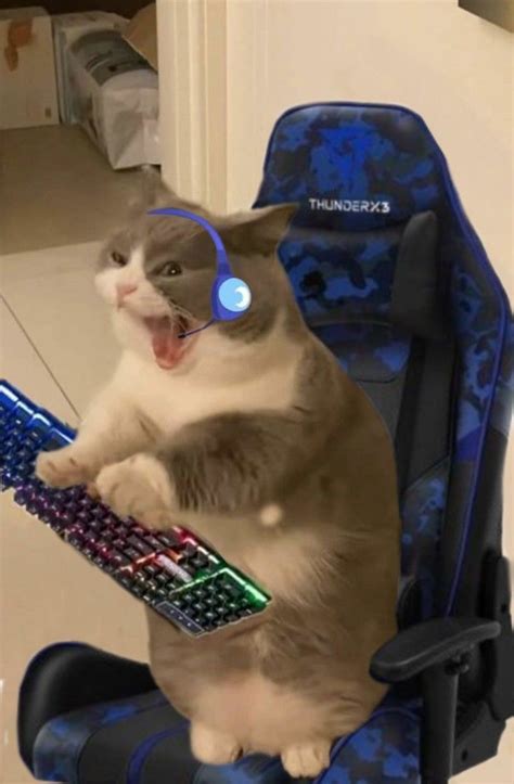 Cat Gamer Kitty Games Gamer Cat Funny Cat Pictures